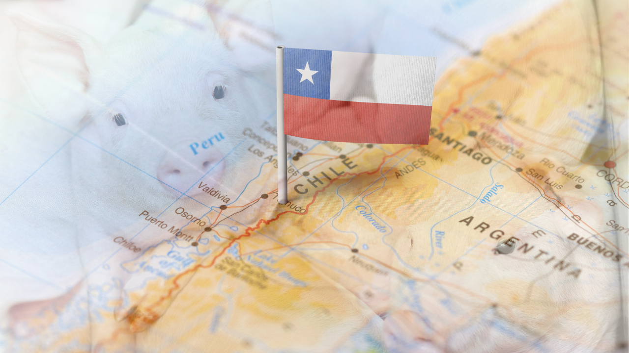 Chile is asserted freed from PRRS – Swine information