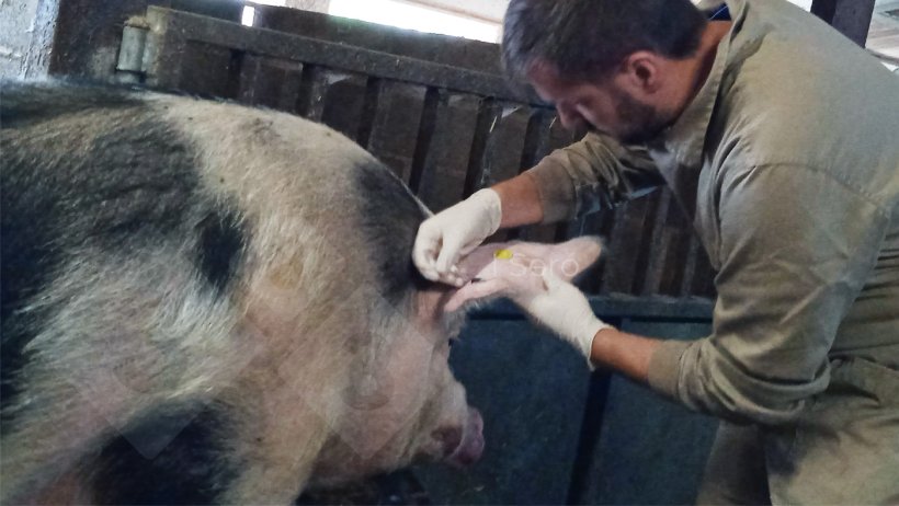 Photo 2. Auricular vein puncture.
