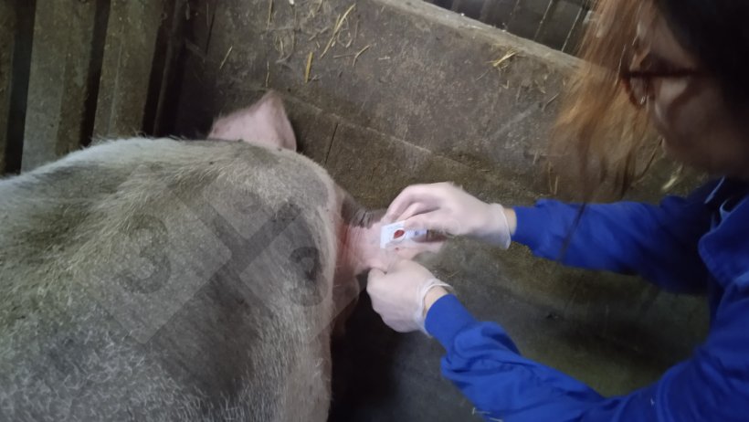 Photo 4. FTA&reg; card sampling.
