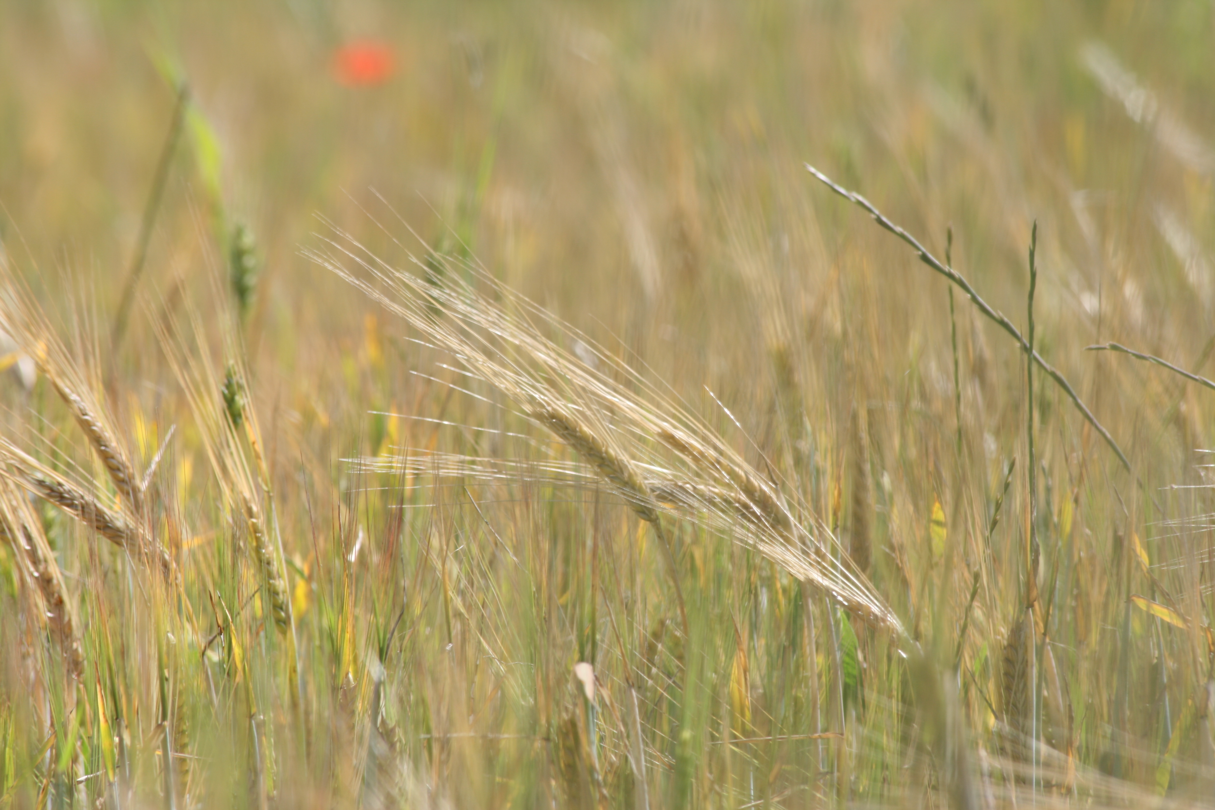 Deal on industry toughen for Ukraine with extra coverage for EU farmers – Swine information