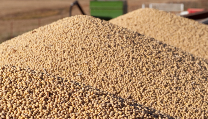 Brazil: Report soybean exports within the first quarter – Swine information