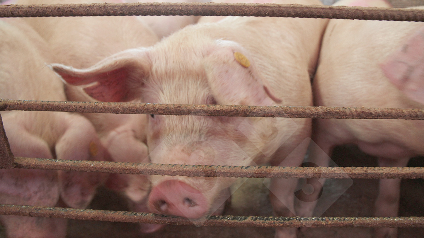 Are we going through a recession? Completing pig prices research – Articles