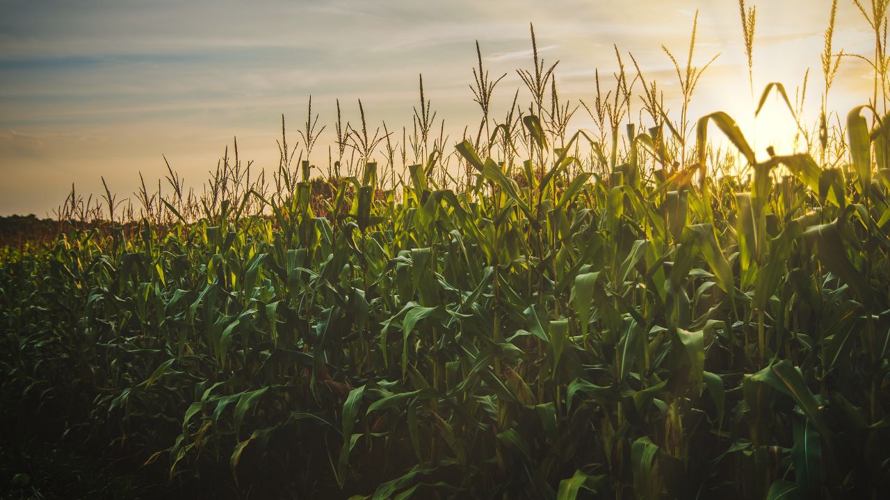 Past due corn yields drop in Argentina because of Spiroplasma – Swine information