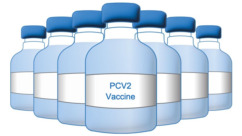 PCV2 Vaccine