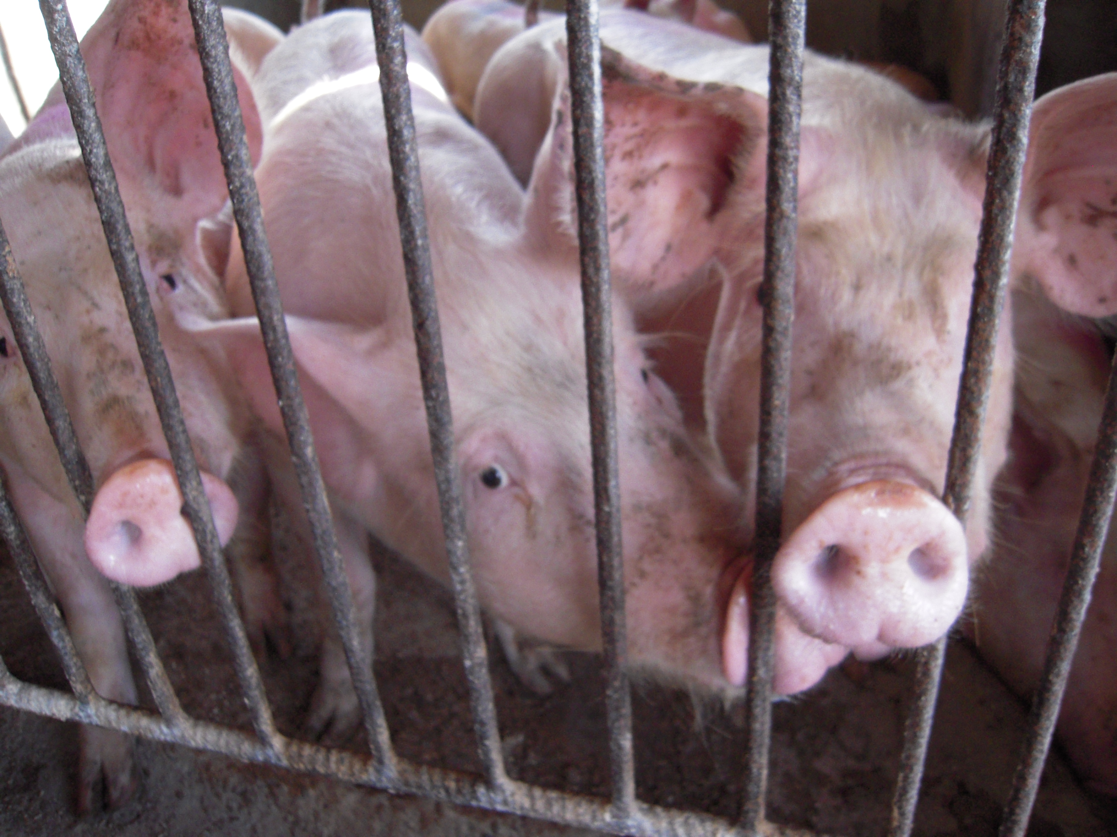 Albay swine venture to spice up hog provide in Philippines – Swine information