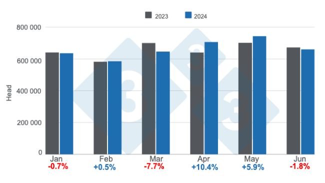 Argentina's monthly pig slaughter in the first half of 2024, annual variations. Prepared by 333 Latin America with data from the Secretariat of Agriculture, Livestock and Fisheries of the Ministry of Economy of Argentina.