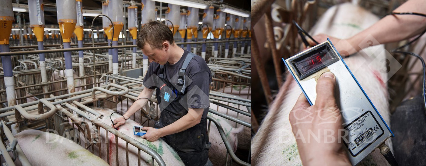 <p>Photo 2. Adult sows should regain ideal body condition (14-17 mm at farrowing) as soon as possible.</p>
