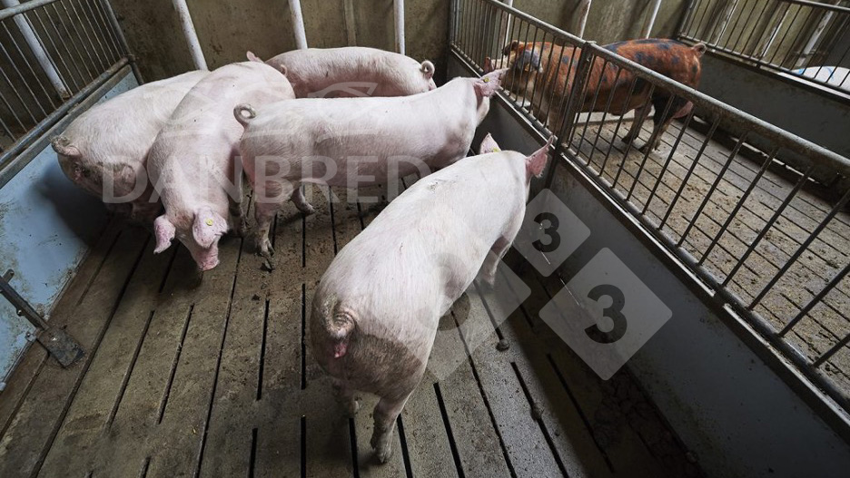 <p>Photo 1. Boar exposure should begin at 26-27 weeks.</p>
