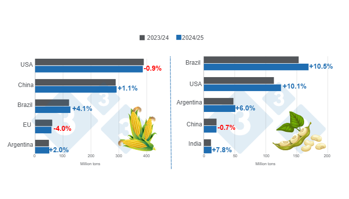 Crop projections for the main world corn and soybean producers - 2024/25 season versus 2023/24 season - last update: October 11, 2024. Prepared by the 333 Latin America with data from FAS - USDA.
