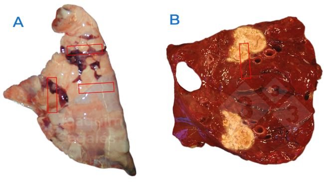 Figure 1. A. Recommended general sampling in a lung, taking pieces that include normal as well as damaged areas. B. In case of focal lesions, normal and damaged area should also be taken, not only damaged one.