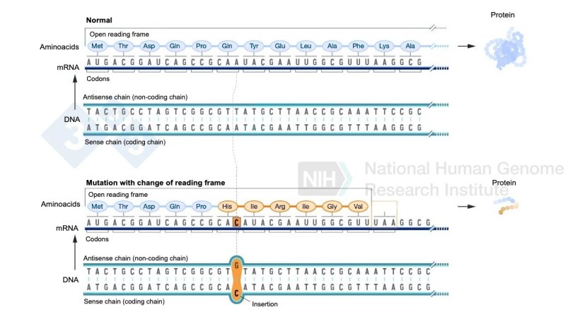 Figure 2. Example of a nucleotide insertion that involves a change in the reading frame and results in different amino acids being formed than normal and finally a stop codon that stops the formation of more amino acids for that protein. Source: https://www.genome.gov/genetics-glossary/Frameshift-Mutation