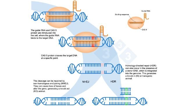 Figure 1. Gene editing using the CRISPR-Cas9 system. A guide RNA (sgRNA) recognizes a specific genomic region, which targets the DNA endonuclease Cas9. This enzyme cleaves the two DNA strands at the precise location. Adapted from: https://es.moleculardevices.com/applications/gene-editing-with-crispr-engineering