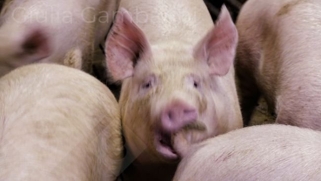 Photo 3. Pig biting a penmate's tail.