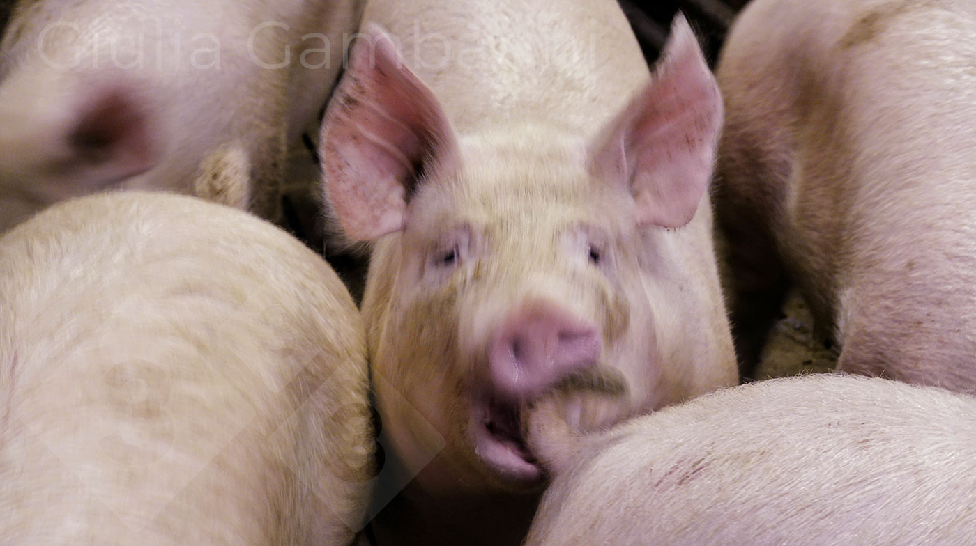 <p>Photo 3. Pig biting a penmate's tail.</p>
