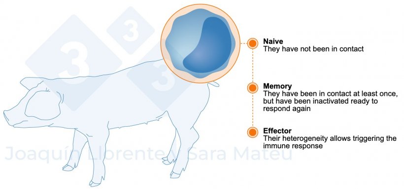 Figure 2. Functional stages of lymphocytes.
