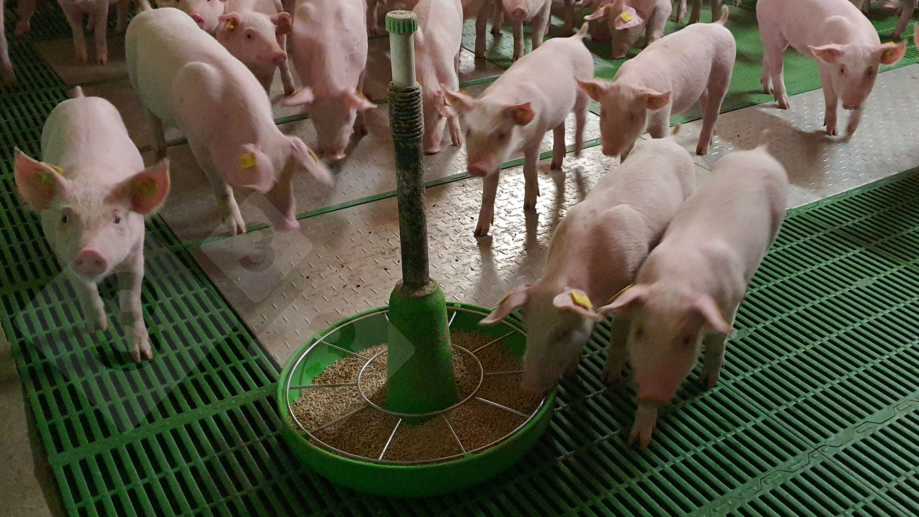 From Piglet To...? The Weaning Process Explained - eqnxeqy
