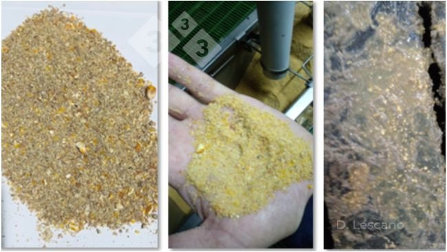 Figure 1. Irregular particle size in feed and feces. Photos provided by Diego Lescano.