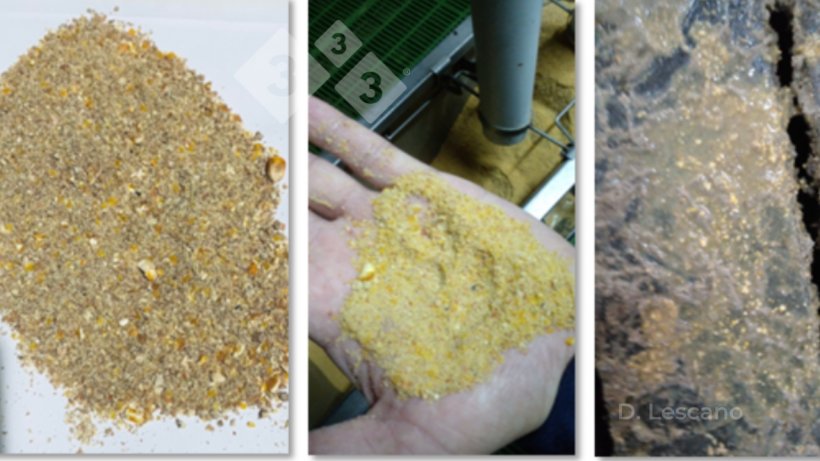 Figure 1. Irregular particle size in feed and feces. Photos provided by Diego Lescano.