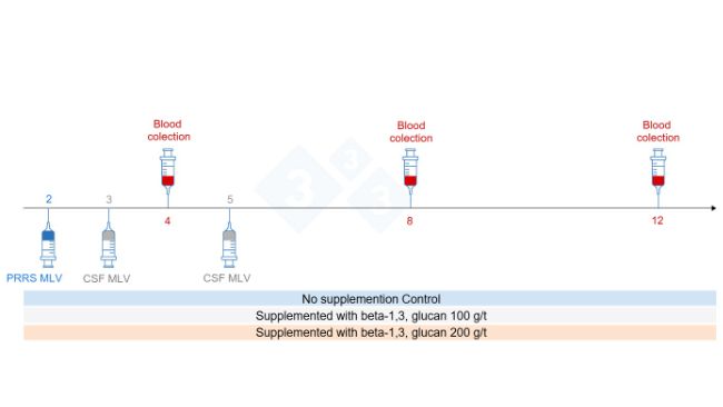 Figure 5: Trial design: Groups, time point of vaccination and blood collection (Chuaychu et al., 2024). Adapted by S. Casir&oacute; from (Chuaychu et al., 2024).