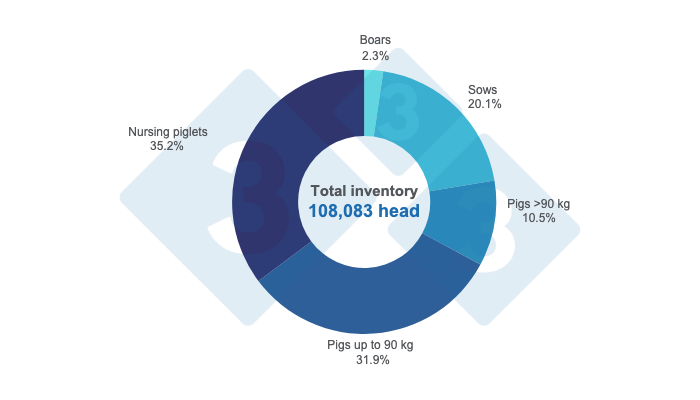 Graph 1. Distribution of swine inventory in Uruguay by category - June 2024 Prepared by 333 Latin America with data from the OPYPA 2024 Yearbook.
