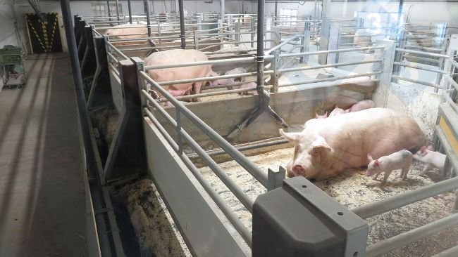 Movable floor system implemented in lactating sows.