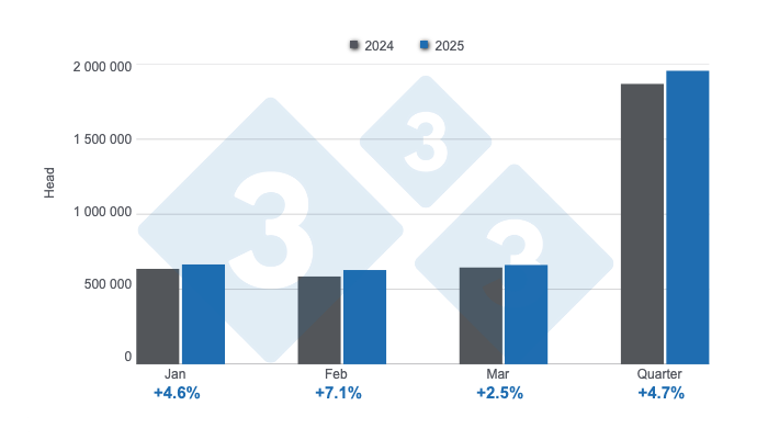 <p>Monthly slaughter of swine in the first quarter of 2025, annual variations. Prepared by 333 Latin America with data from the Secretariat of Agriculture, Livestock and Fisheries of the Ministry of Economy of Argentina.</p>