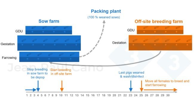 Figure 2. Timeline and animal flow diagram during the depopulation–repopulation process.