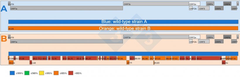 Figure 2: A) Schematic representation of a comparison of two whole PRRSV genomic sequences recovered from a pooled 15:1 serum sample with a Ct of 18.4. One virus was set as are referent (blue color). The level of nucleotide similarity between the viruses are represented by numbers in the red square boxes. B) Schematic representation of a comparison of two PRRSV genomic sequences recovered from a 5:1 pooled serum sample with a Ct of 19.5. One virus was set as the referent strain (blue color). The level of nucleotide similarity between the genome fragments recovered from the second virus is color coded and also represented by numbers in the red square boxes. PRRSV genome genes are represented on top of both panel A and B. The individual ORFs present in a PRRSV whole genome sequence are represented on top of both panel A and B.