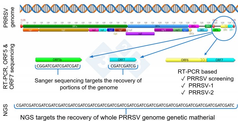 Figure 1: Schematic representation of a PRRSV whole genome (GenBank U87392) and the target regions for different diagnostic assays. In the United States, RT-PCR assays to detect modified live virus (MLV) vaccine-like viruses target the nsp2 region, and CLAMP sequencing to block amplification of MLV vaccine viruses during Sanger sequencing targets the ORF5 gene.