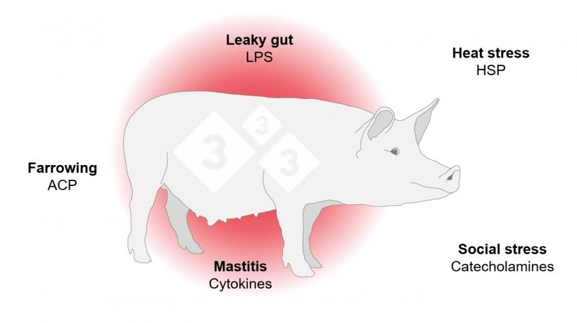 Mechanisms of inflammation
