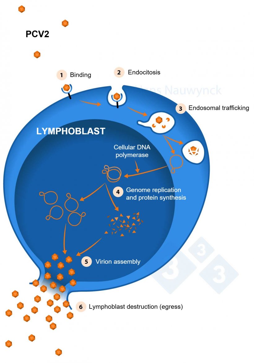 Lymphoblasts are the cells in which PCV2 replicates, so the more lymphoblasts are present, the better PCV2 can replicate.