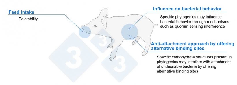 Figure 1. Phytogenics can help support piglets through different mechanisms.
