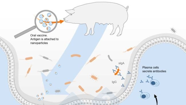 Scheme of activation of the common mucosal immune system by oral vaccine