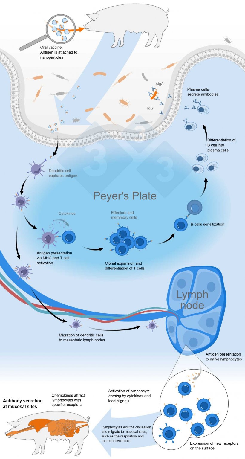 Scheme of activation of the common mucosal immune system by oral vaccine