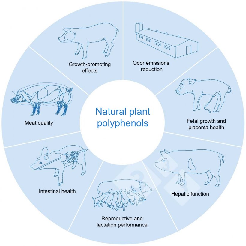 Natural plant polyphenols contribute to the ecological and healthy swine production. Adapted from Huadi Mei et al, 2024
