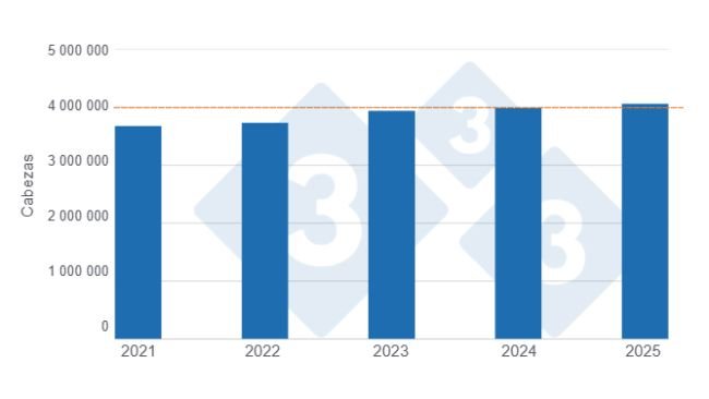 Pig slaughter in the first half of the last five years. Prepared by 333 Latin America with data from the Secretariat of Agriculture, Livestock and Fisheries of the Ministry of Economy of Argentina.