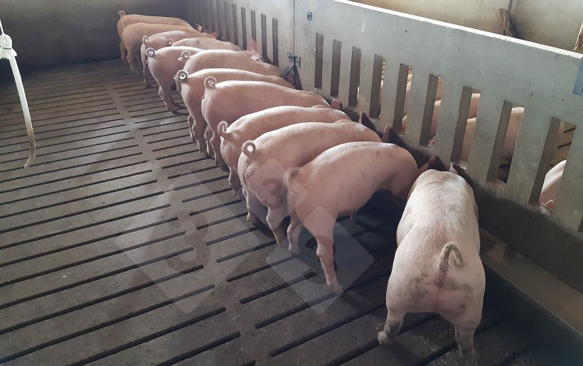 Ration feeding - long trough feeder.