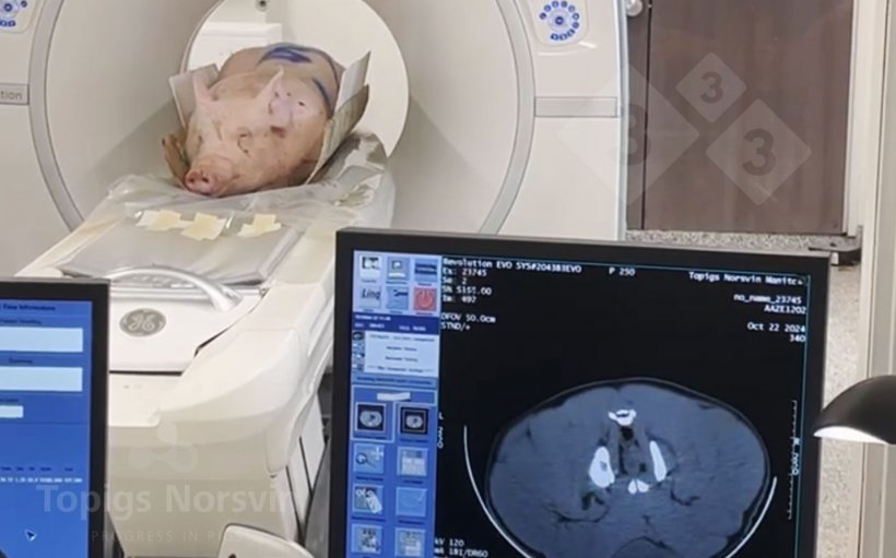 Figure 4. The boars are positioned prone on the CT scanner. The entire process takes less than 10 minutes.
