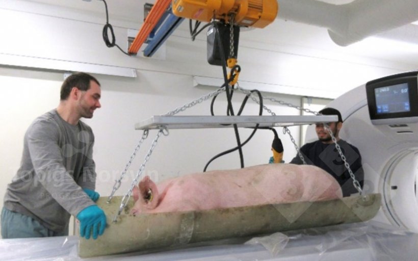 Figure 3. With an articulated stretcher system, animals are moved from the preparation area to the CT scanner.
