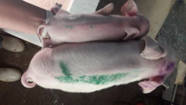 Figure 1. Two piglets from the same litter, born at term, one with normal weight (below) and one born with IUGR (above). Source: Personal archive.
