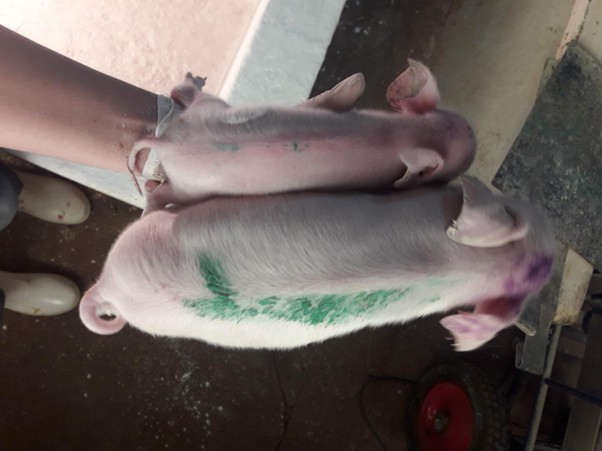 <p>Figure 1. Two piglets from the same litter, born at term, one with normal weight (below) and one born with IUGR (above). Source: Personal archive.</p>