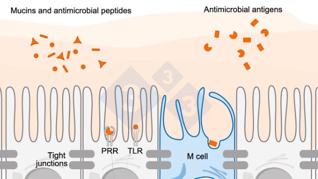 Figure 1. Schematic diagram illustrating the mechanism of action of intestinal immune cells in response to external threats.
