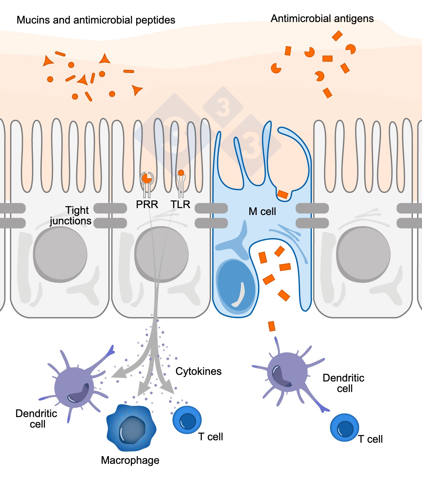 <p>Figure 1. Schematic diagram illustrating the mechanism of action of intestinal immune cells in response to external threats.</p>

