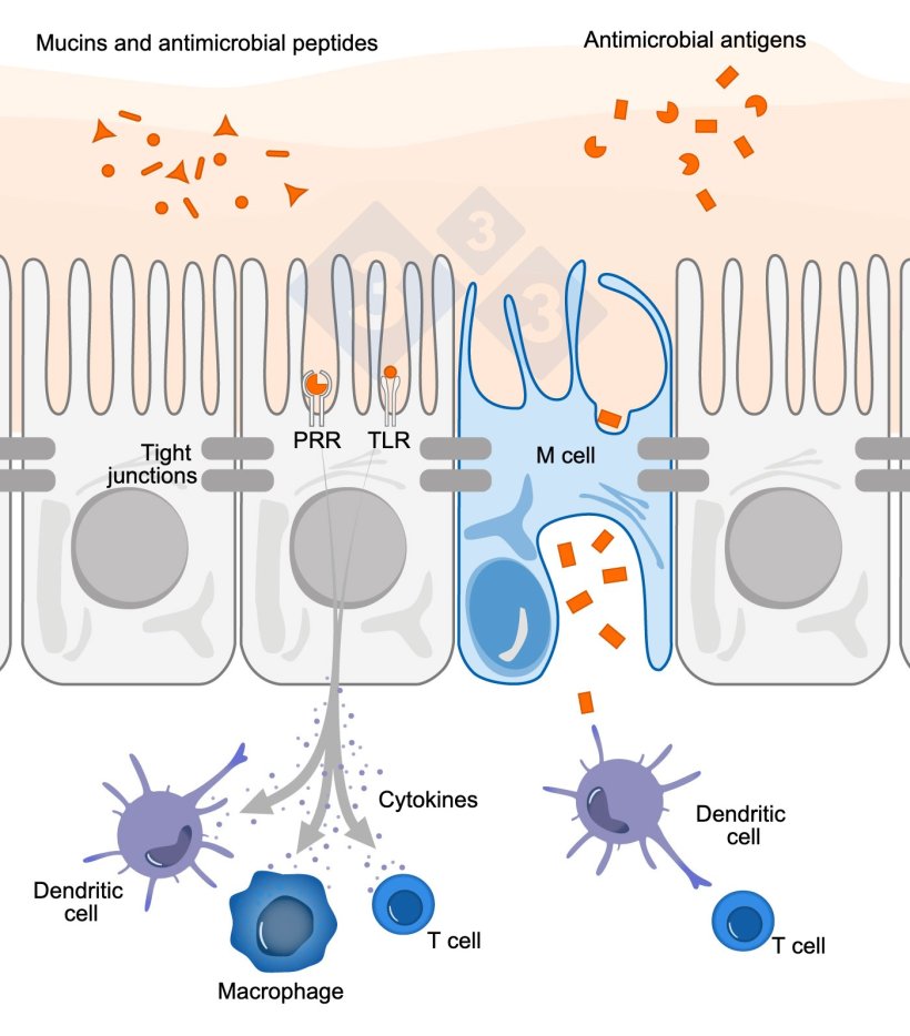 Figure 1. Schematic diagram illustrating the mechanism of action of intestinal immune cells in response to external threats.
