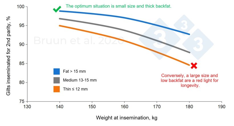 Relationship between the weight and backfat level of the gilt at first mating and her subsequent productive life and longevity. Bruun et al. (2020): Trial report n&ordm; 1206, SEGES Innovation
