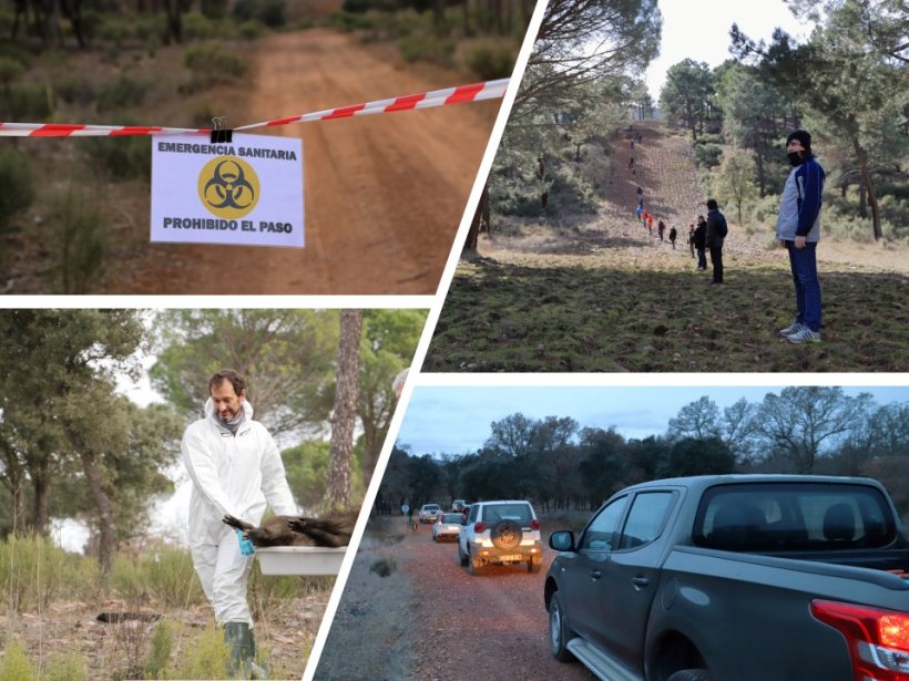 Figure 2. ASF simulations in wild boars.