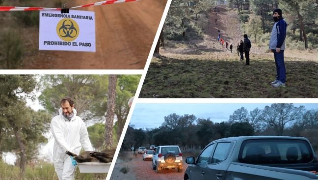 Figure 2. ASF simulations in wild boars.