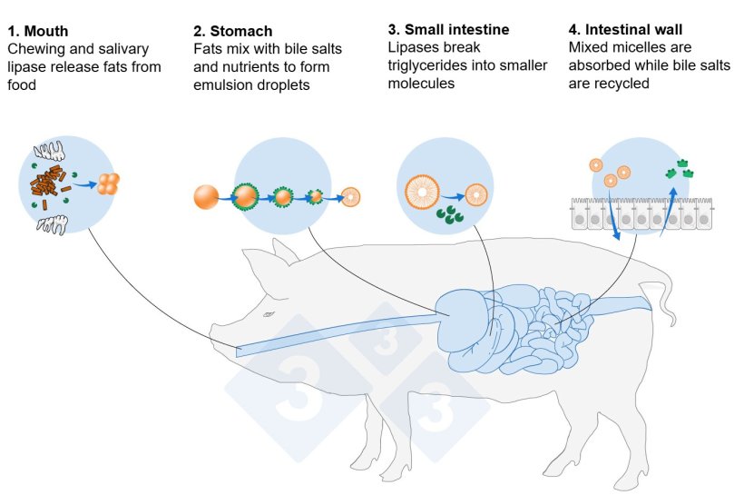 Figure 1. Simplified overview of lipid digestion: emulsification, hydrolysis, and absorption (Adapted from De Wealleans et al., 2021)
