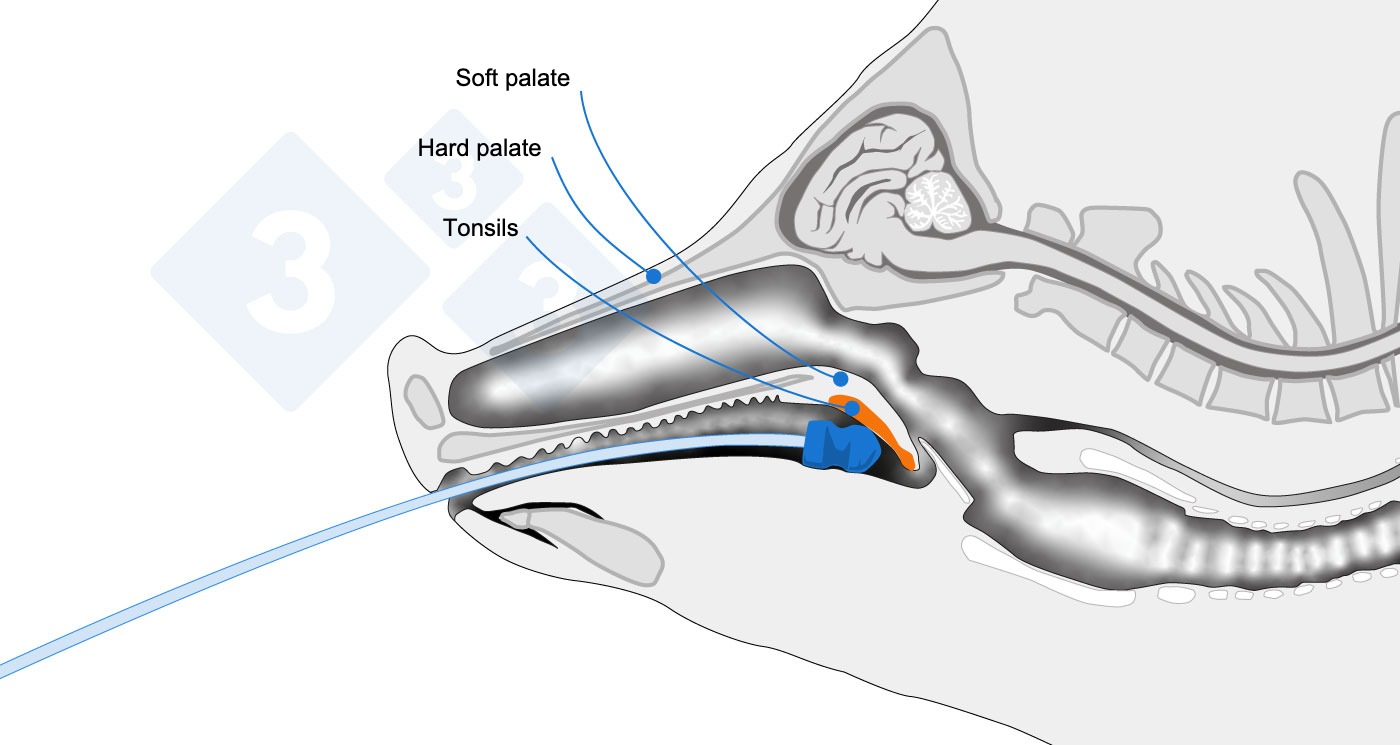 <p>Anatomical diagram indicating the sampling area.</p>
