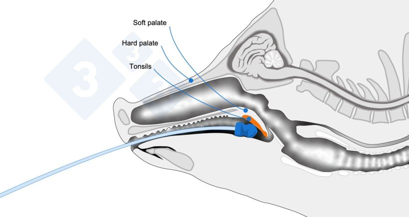 Anatomical diagram indicating the sampling area.